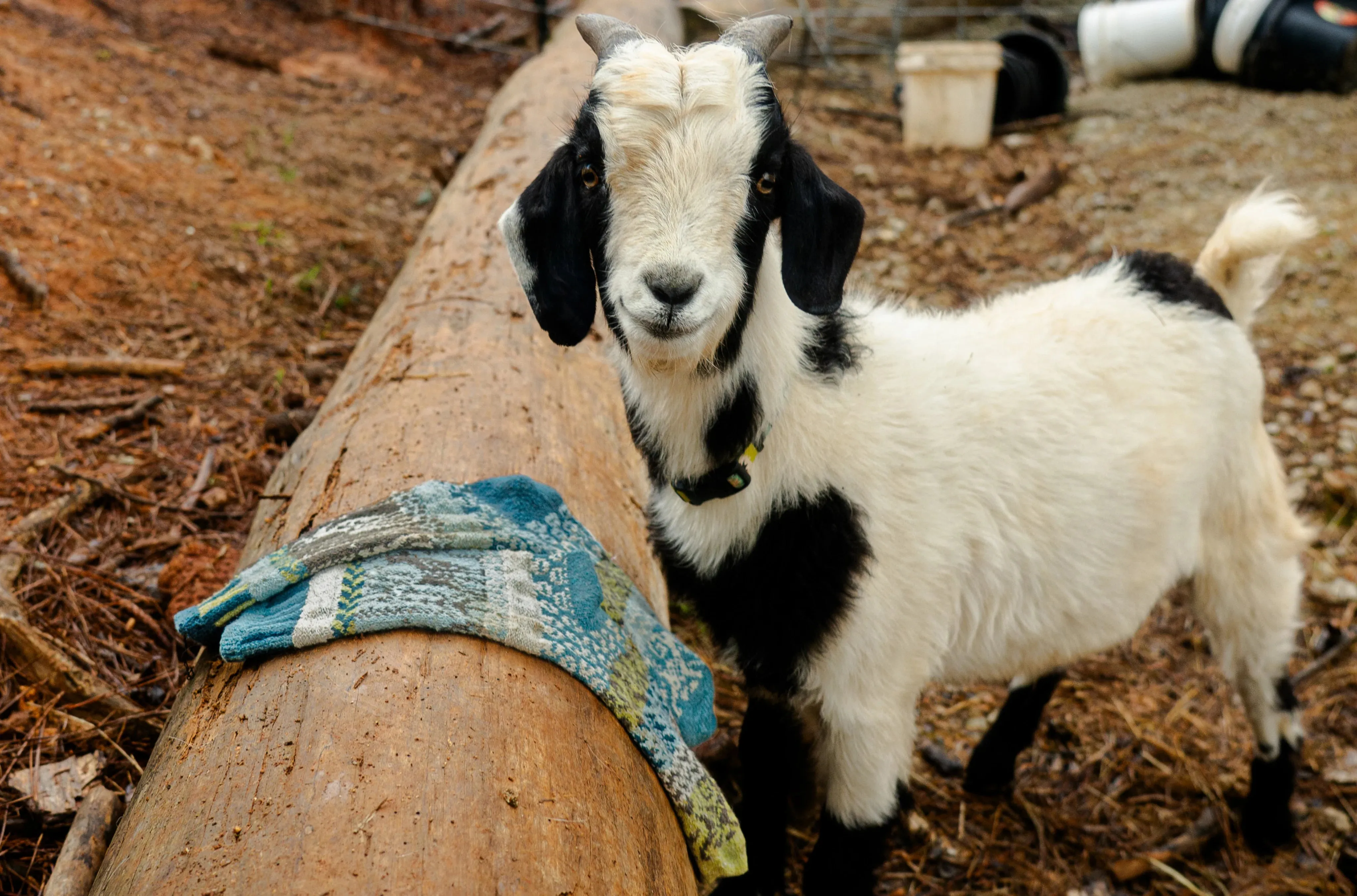 Goat Recycled Cotton Crew Socks